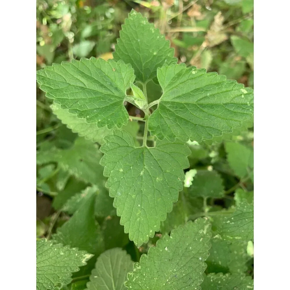 PURE GOLD Catnip Organically Grown & Harvested Pure Californian Catnip 4